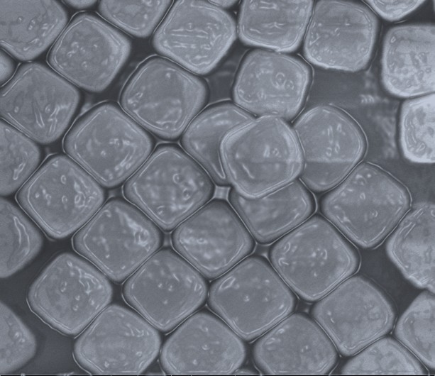 Soft & Active — Dr. Ravi Kumar Pujala