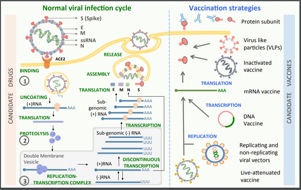 globalefforts_vaccine